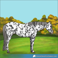 Horse Color:Black Near Leopard 