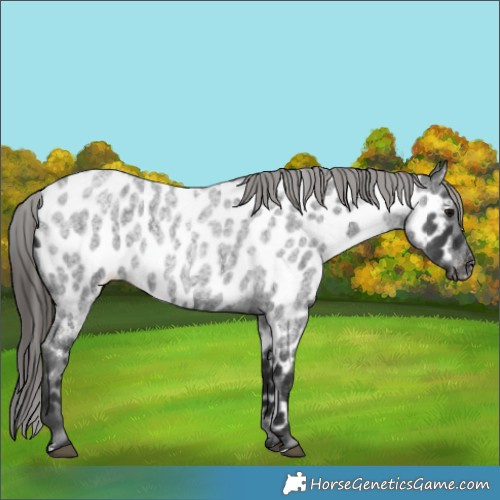Horse Color:Blue Roan Near Leopard 