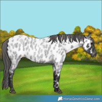 Horse Color:Blue Roan Appaloosa 