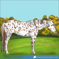 Horse Color:Chestnut Near Leopard 
