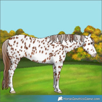 Horse Color:Chestnut Appaloosa 