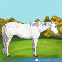 Horse Color:Bay Leopard 