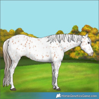Horse Color:Bay Appaloosa 