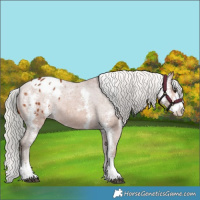 Horse Color:Silver Bay Sabino Appaloosa Rabicano 