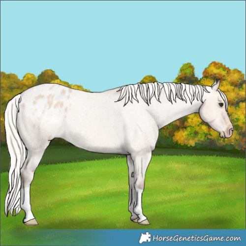 Horse Color:Silver Bay Roan Dun Appaloosa 