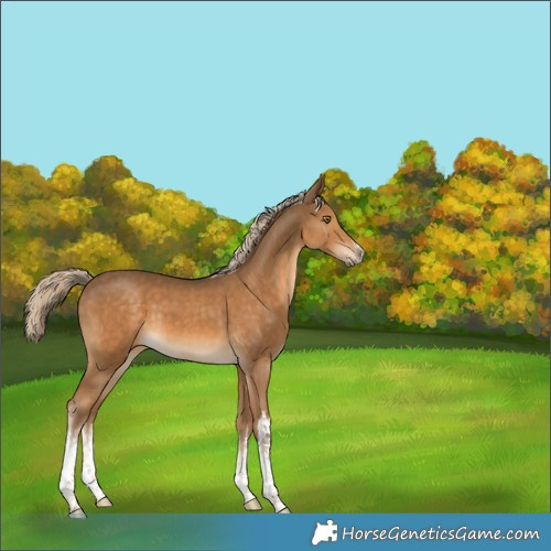 Horse Color:White Spotted Chocolate Palomino 
