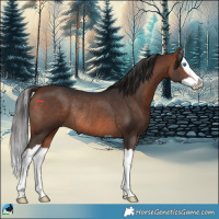 Horse Color:Bay Splash Rabicano