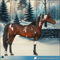 Horse Color:White Spotted Bay Rabicano 