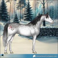 Horse Color:White Spotted Brown Splash Rabicano 