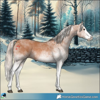 Horse Color:White Spotted Chestnut Splash Rabicano 