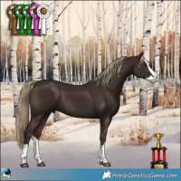 Horse Color:Liver Chestnut Splash Rabicano