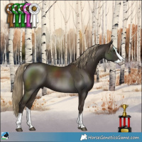Horse Color:Liver Chestnut Splash Rabicano 
