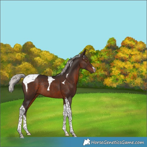 Horse Color:White Spotted Silver Brown Tobiano Rabicano 