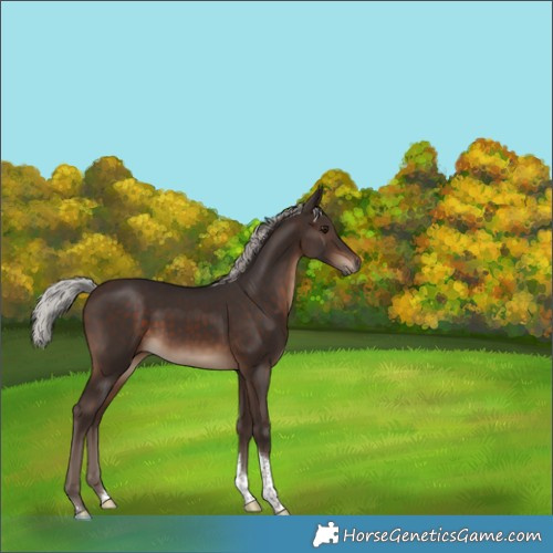 Horse Color:White Spotted Silver Brown Tobiano Rabicano 