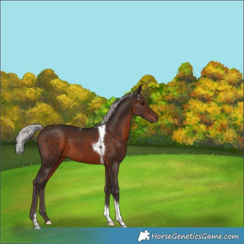 Horse Color:White Spotted Silver Brown Tobiano Rabicano 