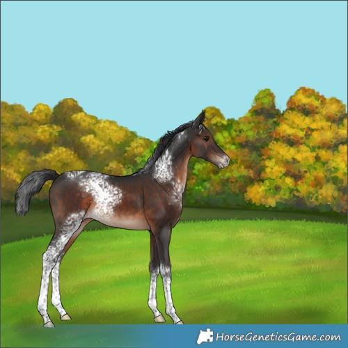 Horse Color:White Spotted Brown 
