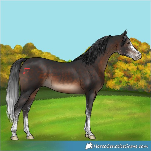 Horse Color:White Spotted Brown 