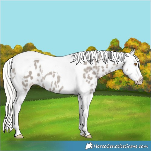Horse Color:Silver Grullo Roan Tobiano Near Leopard 