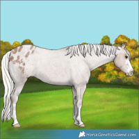 Horse Color:Silver Blue Roan Blanket 