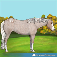 Horse Color:Silver Blue Roan Appaloosa 