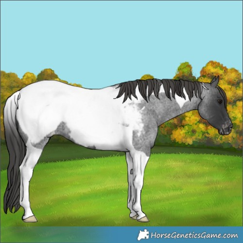 Horse Color:Blue Roan Tobiano Appaloosa 