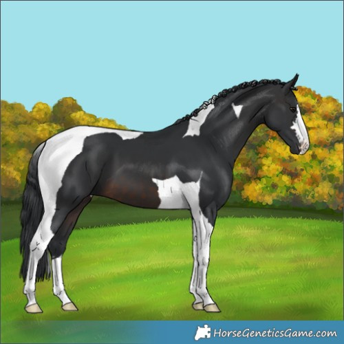 Horse Color:Brown Tobiano 