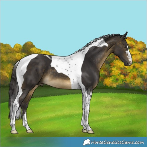 Horse Color:Buckskin Tobiano 