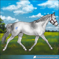 Horse Color:Gray White Spotted Black