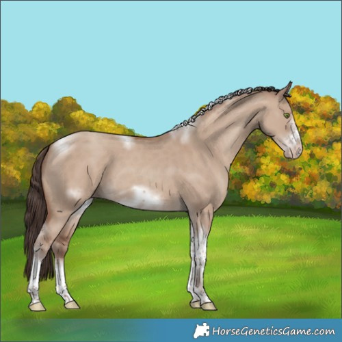 Horse Color:White Spotted Classic Champagne Dun Tobiano Frame 