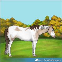 Horse Color:White Spotted Classic Champagne Dun Tobiano Frame 