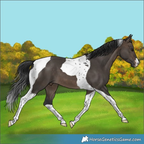 Horse Color:Brown Dun Tobiano 