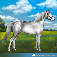 Horse Color:Gray White Spotted Black