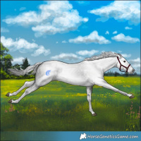 Horse Color:Gray White Spotted Black 