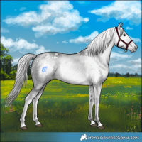 Horse Color:Gray White Spotted Black 