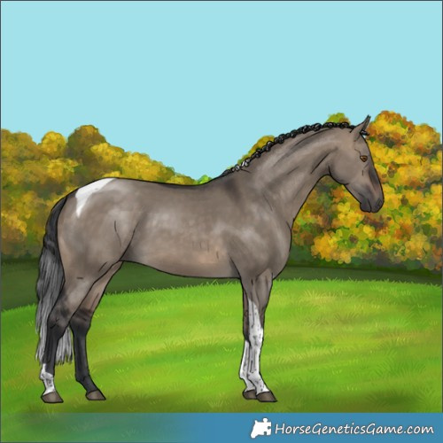 Horse Color:White Spotted Brown Dun Tobiano 