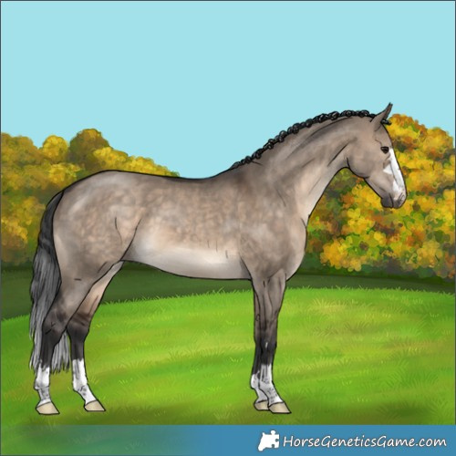 Horse Color:Brown Dun 