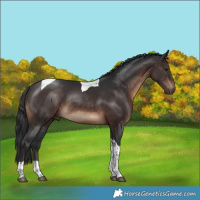 Horse Color:Brown Tobiano 