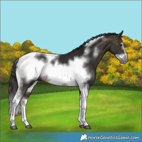 Horse Color:Buckskin Tobiano Frame 
