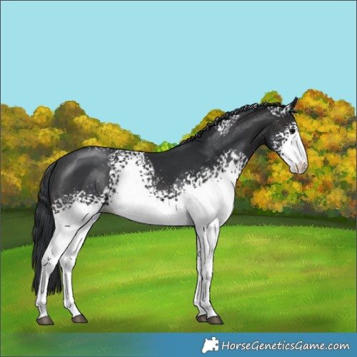 Horse Color:White Spotted Brown 