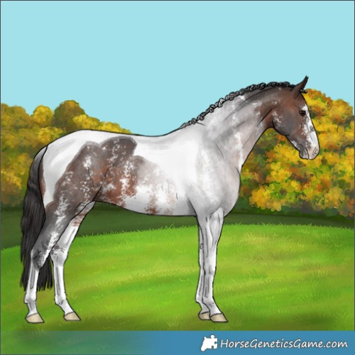 Horse Color:Brown Sabino Tobiano 