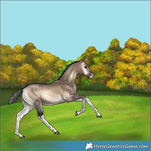 Horse Color:White Spotted Bay Onyx 