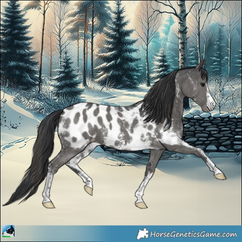 Horse Color:Black Mushroom Sabino Appaloosa 