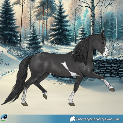 Horse Color:Black Mushroom Sabino Tobiano 