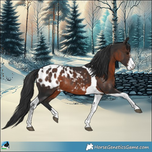Horse Color:Brown Mushroom Sabino Tobiano Appaloosa Rabicano 