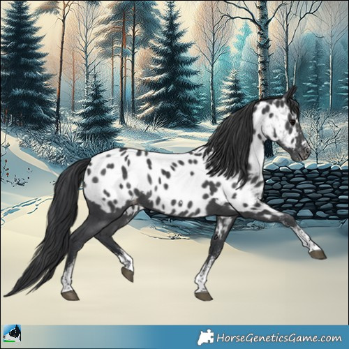 Horse Color:Black Sabino Appaloosa Rabicano 