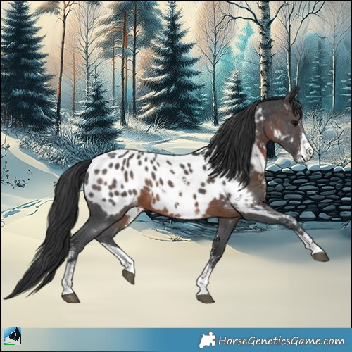 Horse Color:Brown Sabino Appaloosa 
