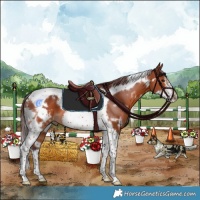 Horse Color:White Spotted Chocolate Bay Tobiano Frame 