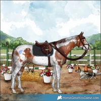 Horse Color:White Spotted Chocolate Bay Tobiano Frame