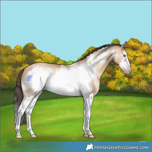 Horse Color:White Spotted Amber Champagne Dun Sabino Splash Frame 