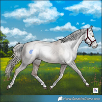 Horse Color:Gray White Spotted Liver Chestnut Pearl Appaloosa 
